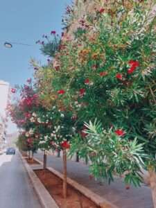 bari italia