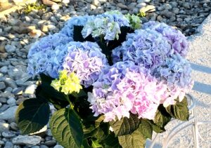 Hortensie.