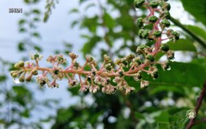 natura dupa ploaie