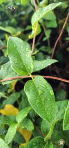 natura dupa ploaie