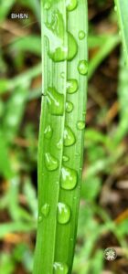 natura dupa ploaie