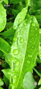 natura dupa ploaie