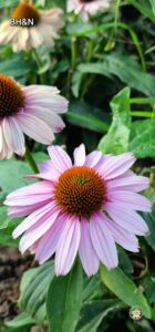 floare