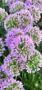 floare