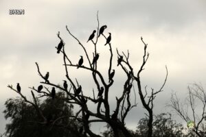 cormorani