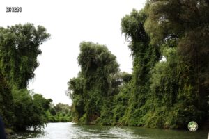 Vegetatie delta