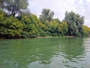 vegetatie, delta