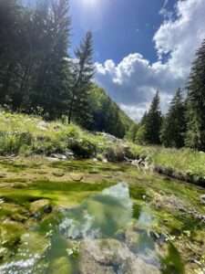Încărcată de Simona-24.10.2024-Natura