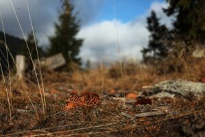 transalpina