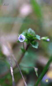 floare