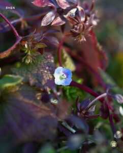 floare albastra