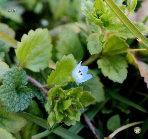 floare albastra