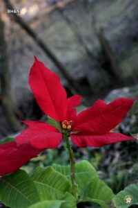 craciunita