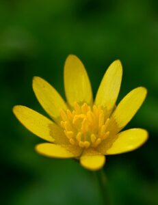 macro