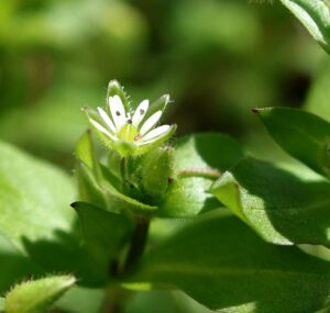 macro