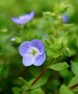 macro