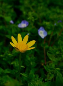 macro