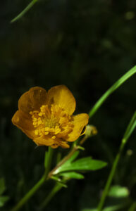 untisor