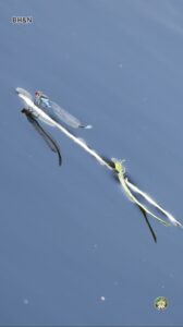 libelula