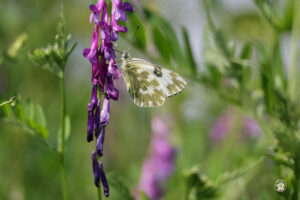 flutture