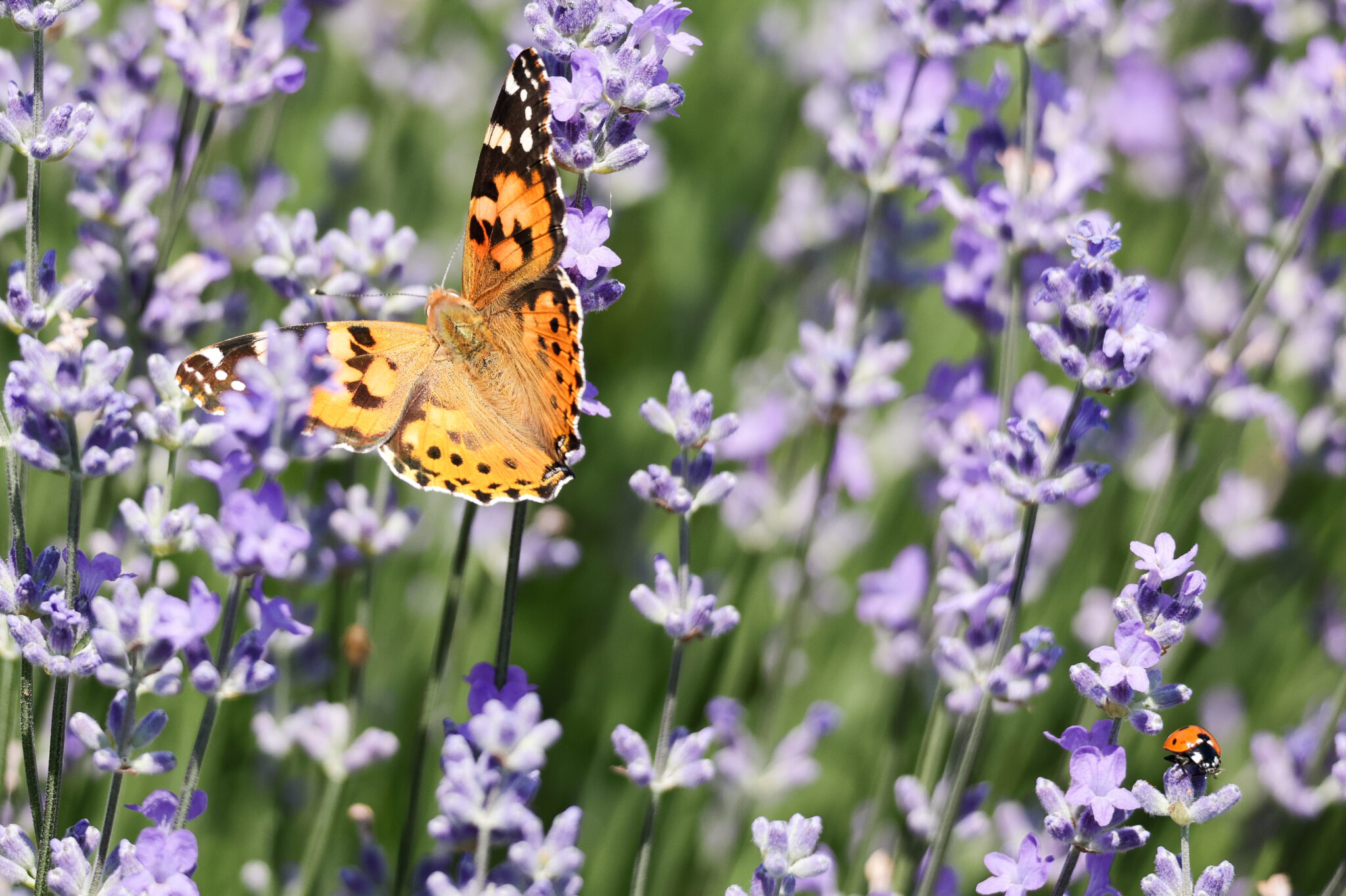 fluture lavanda
