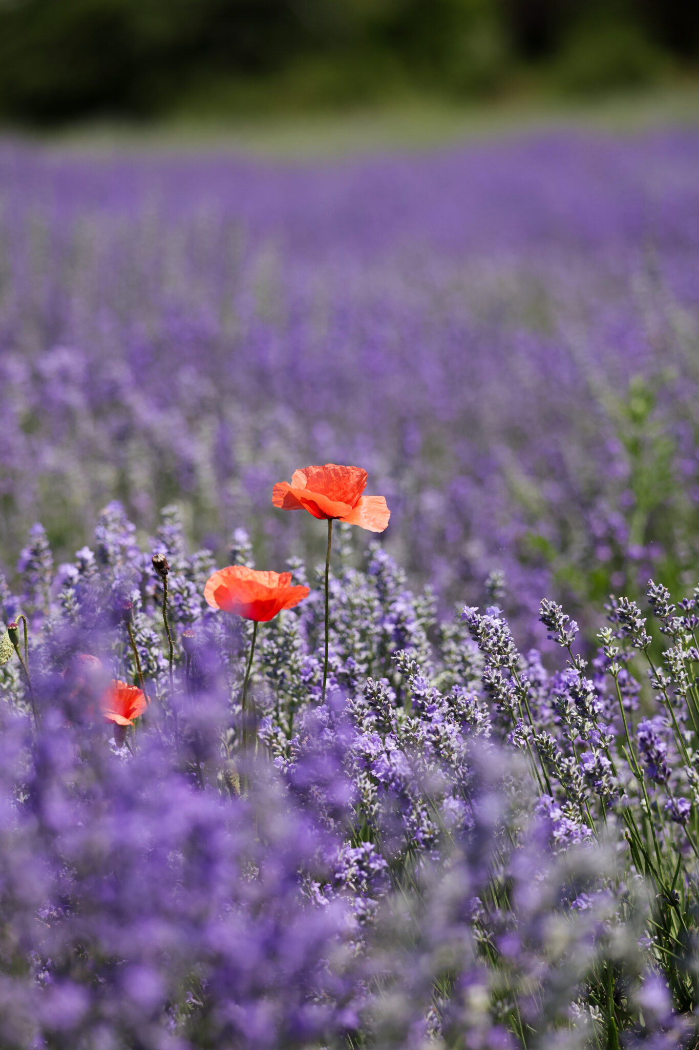 mac lavanda