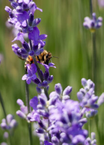 albina lavanda