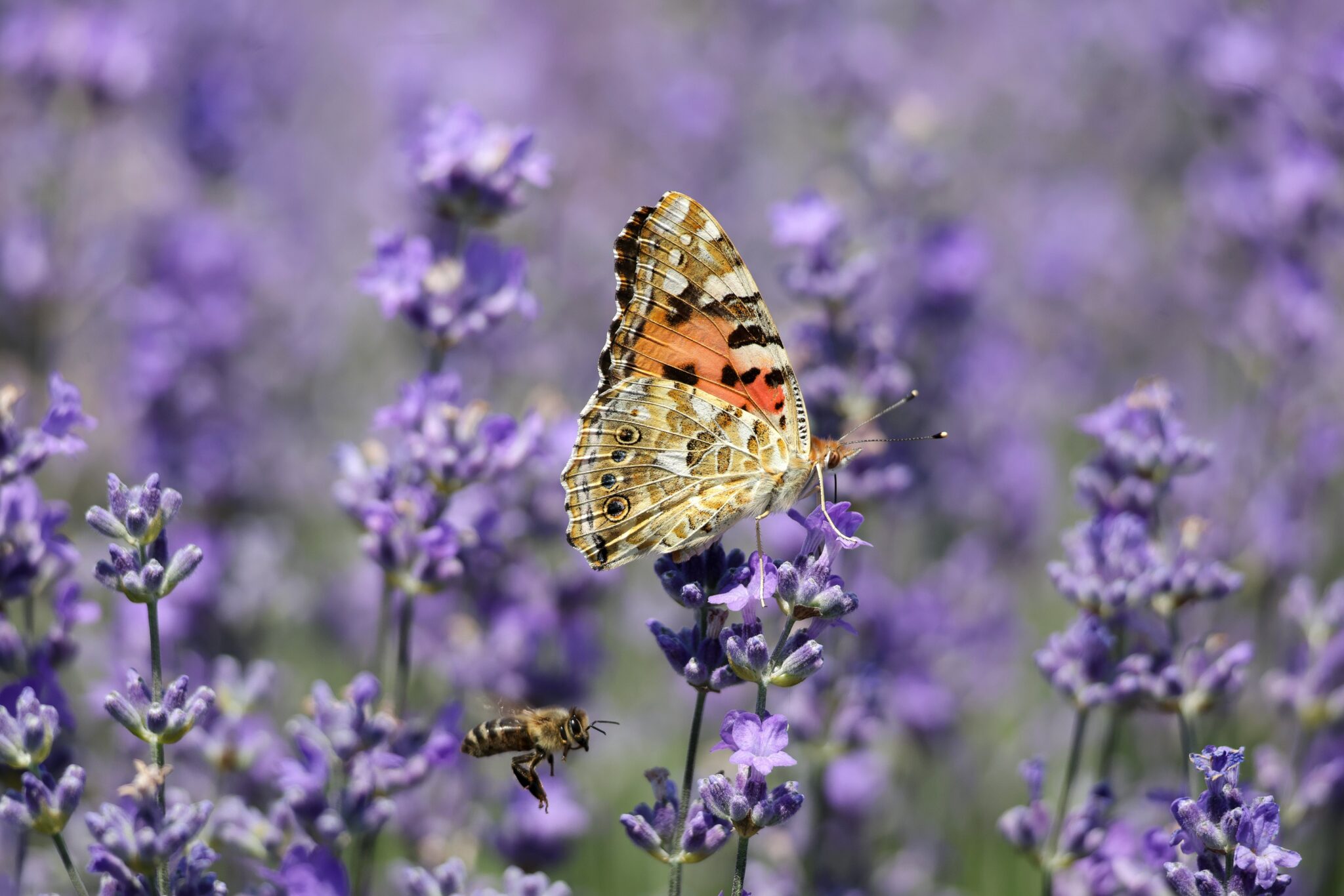 fluture albina lavanda