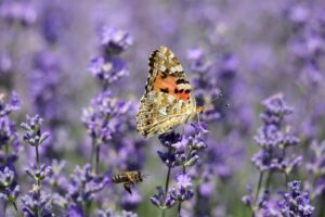 fluture albina lavanda