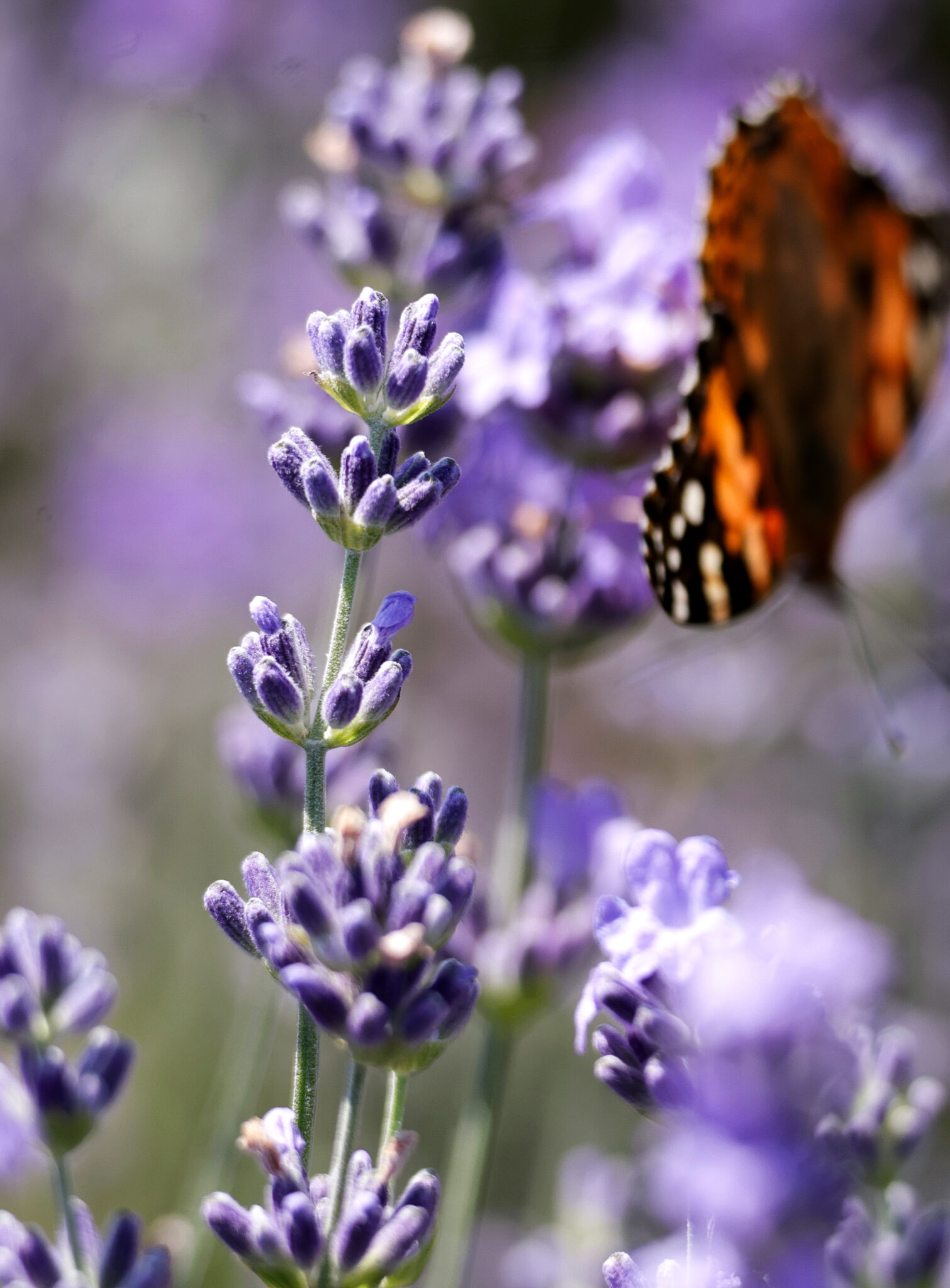lavanda