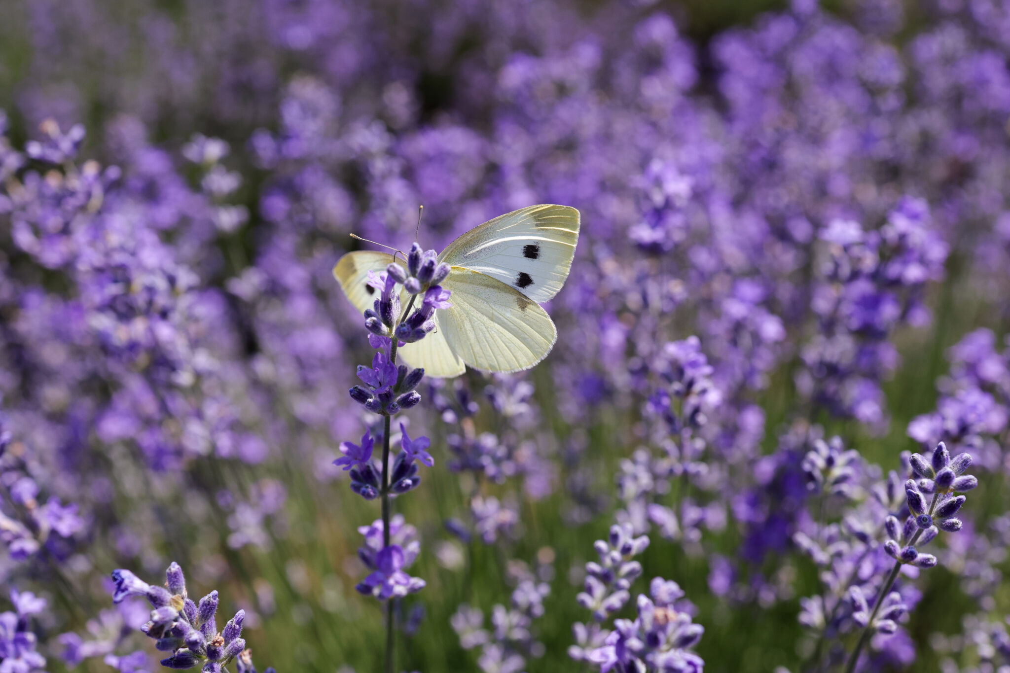 fluture lavanda
