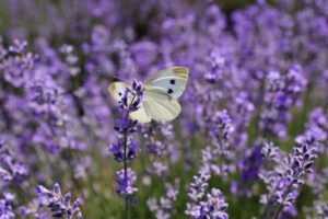 fluture lavanda