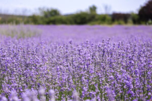 lavanda