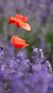 mac lavanda