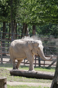 elefant