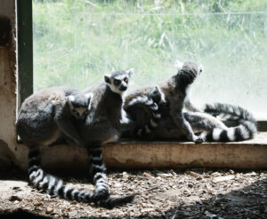 lemur