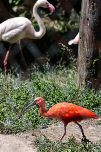ibis