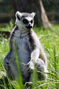 lemur
