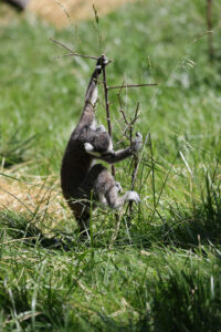 lemur
