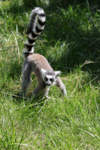 lemur
