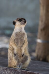 suricata
