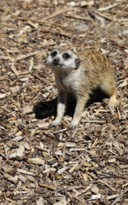 suricata