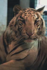 tigru