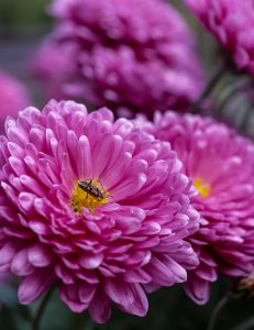 floare