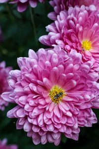 floare