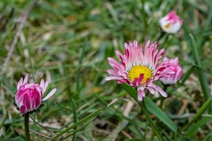 margarete