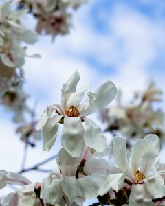 floare