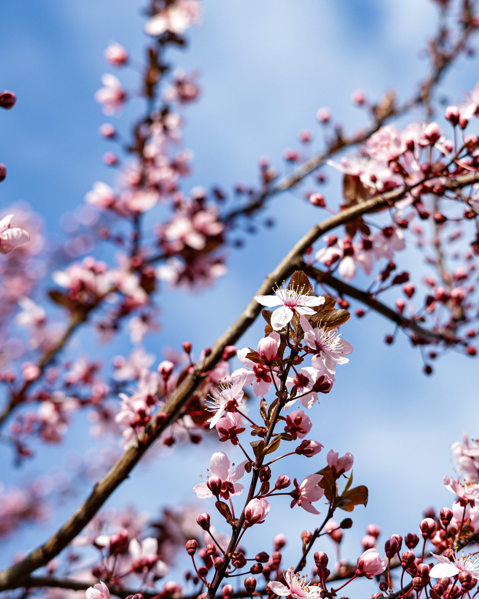 floare