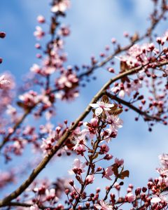 floare