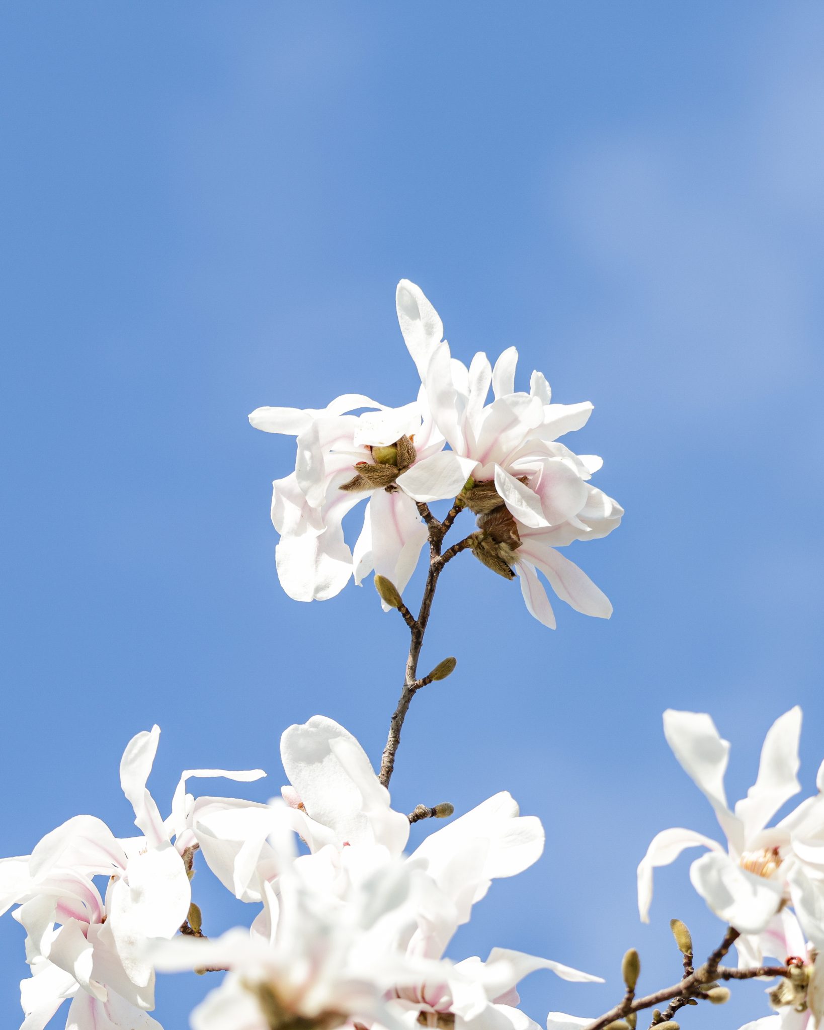 floare
